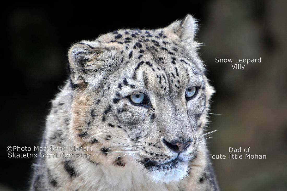 SNOW LEOPARD VILLY - I empathize with MADELEINE and ERIC!