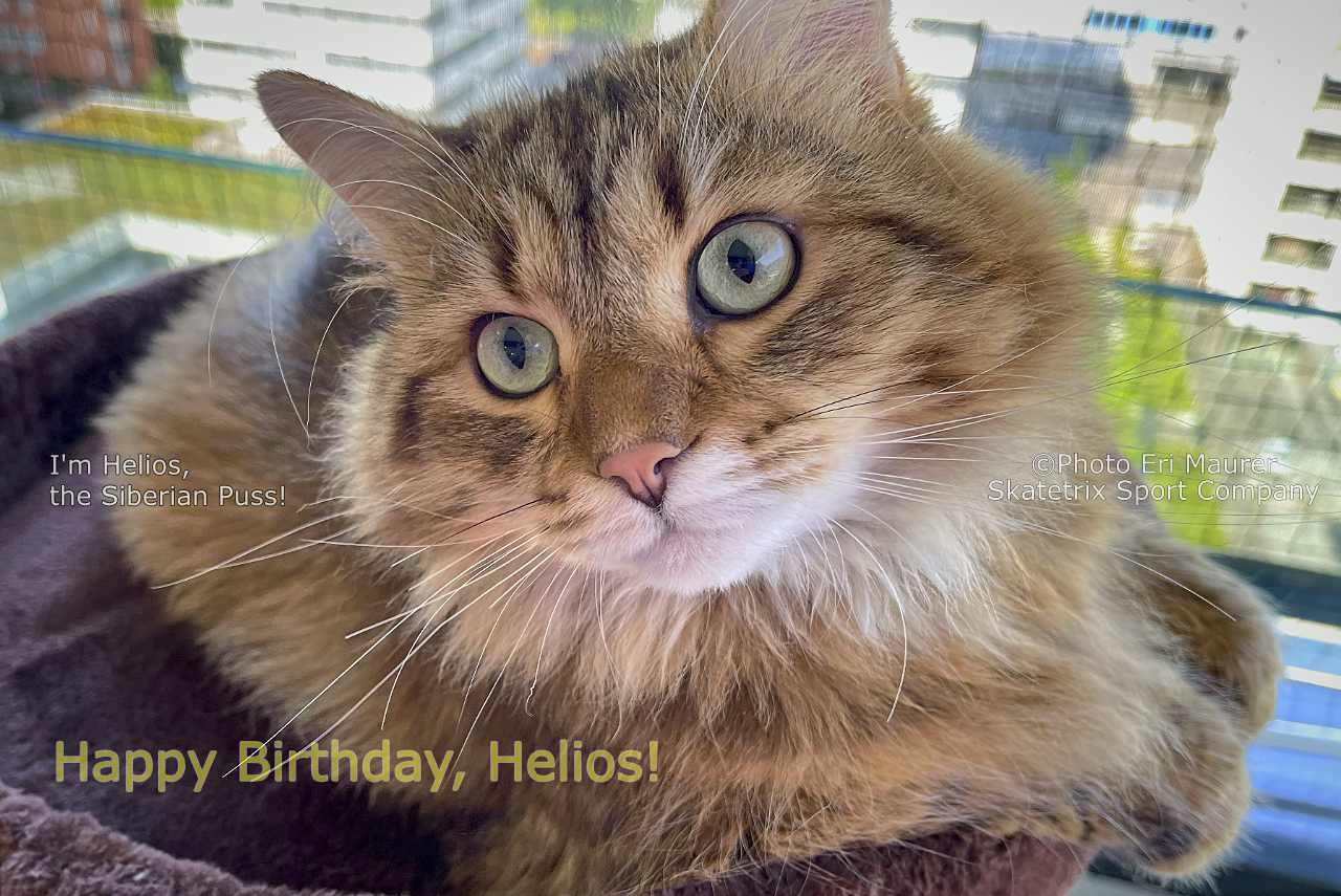 HELIOS, THE SIBERIAN PUSS - Do you wish my happy birthday too?