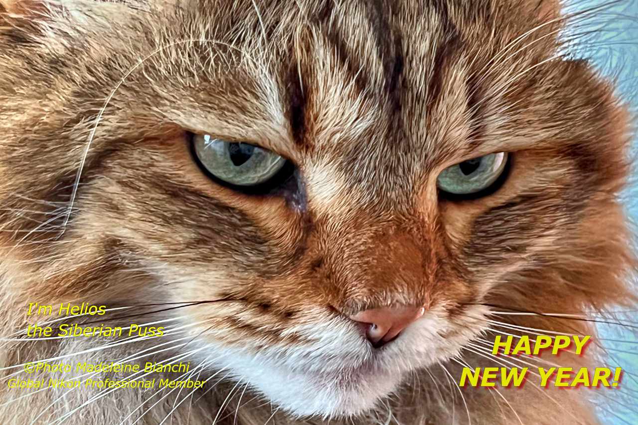 IBERIAN PUSS HELIOS - Because I'm a polite SIBERIAN PUSS, I wish you on behalf of MADELEINE and ERIC: A HAPPY NEW YEAR! MY PERSONAL NEW YEAR'S WISH! MAY THE DEVIL TAKE YOU ALL!!