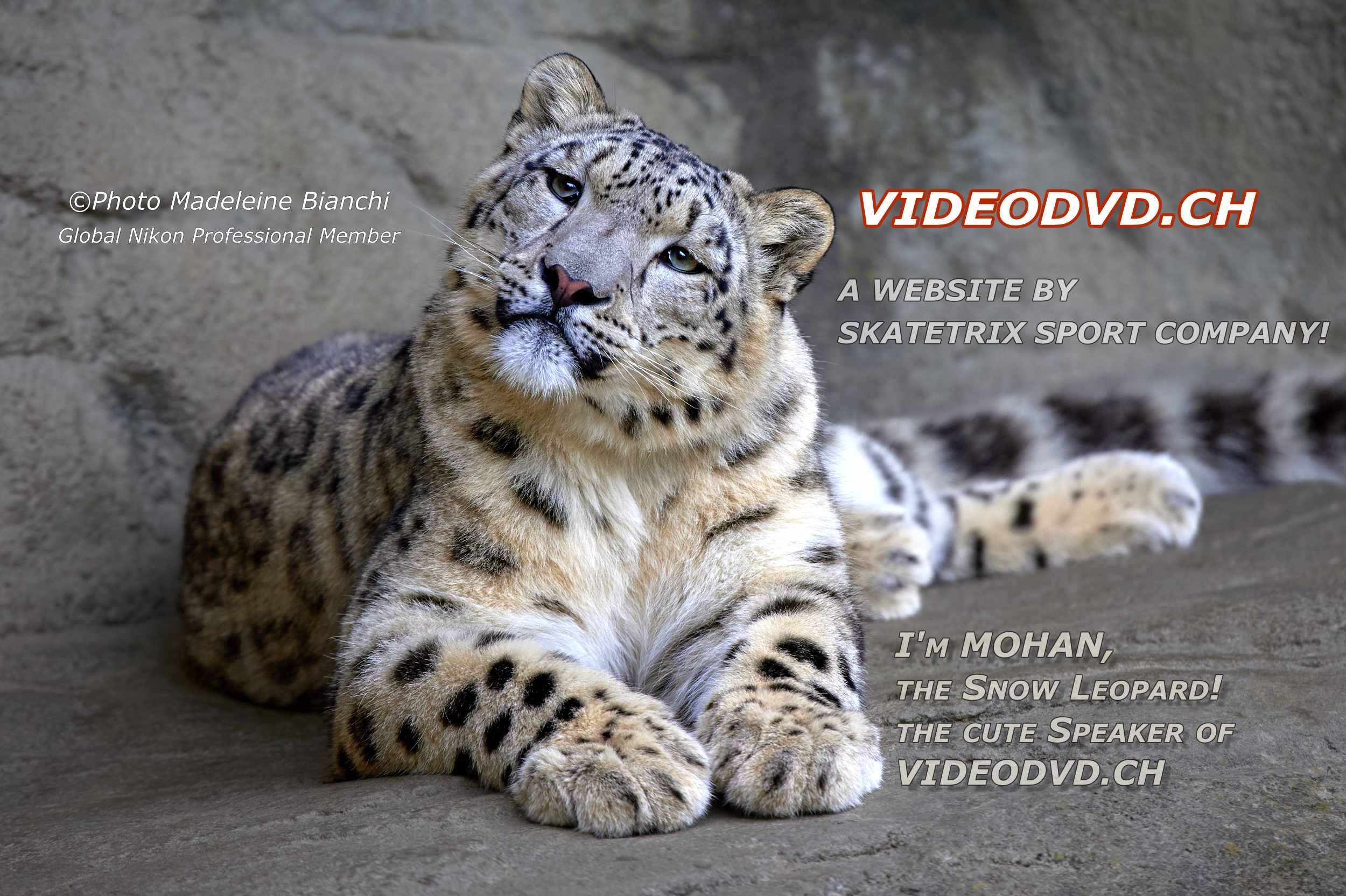 SNOW LEOPARD MOHAN - WELCOME TO THE VIDEODVD WEBSITE!